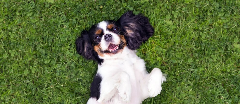 Expertentipps für Hundehalter